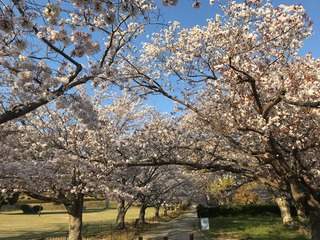 sakura20200408.jpg