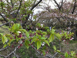 sakura20200419.jpg